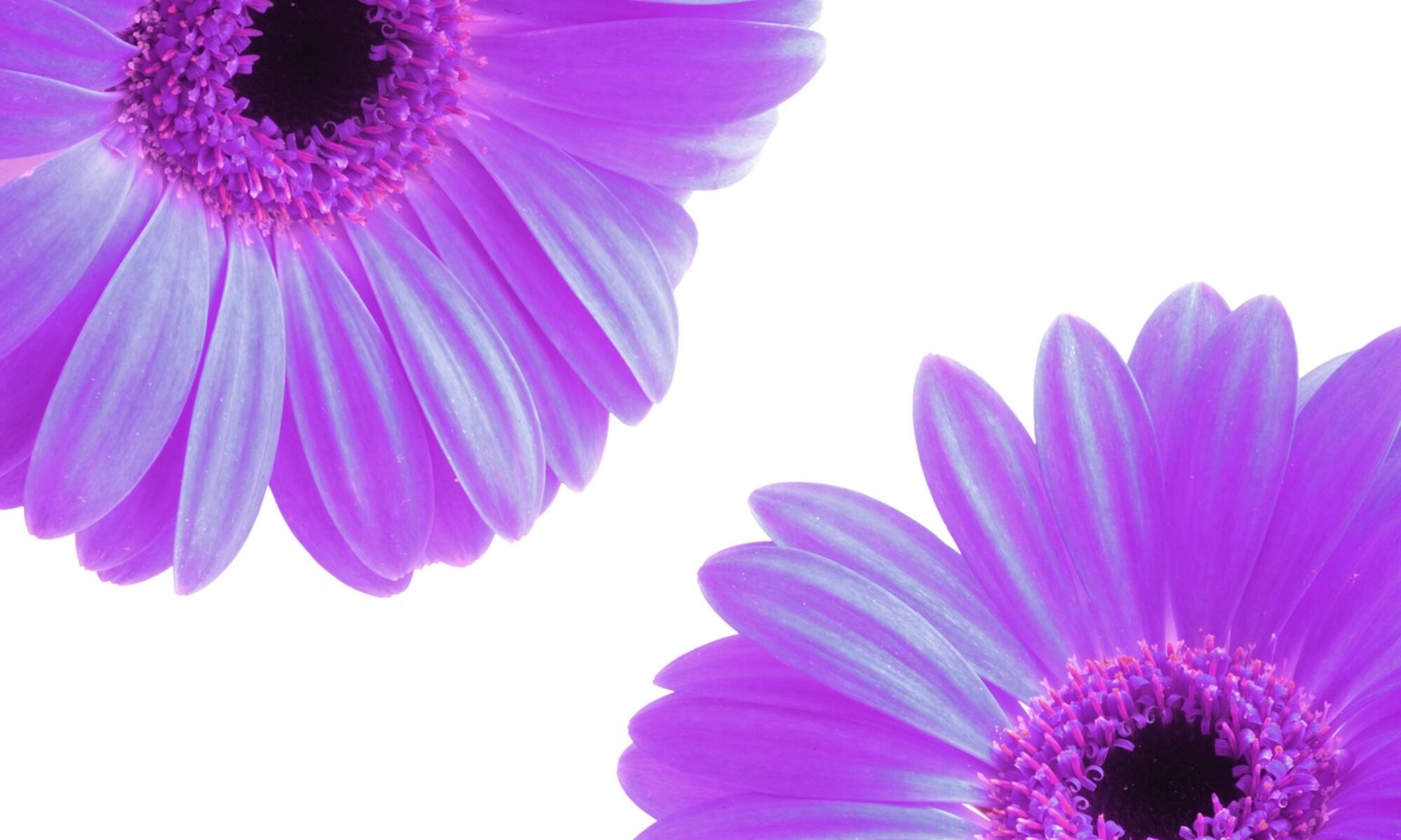 flowers, petals, purple, spring, beautiful flowers, nature, spring flower, plant, floral, summer, design, flower background, blossom, floral background, flowers bouquet, bouquet of flowers, spring background, bouquet, flower wallpaper, leaf, season, green, vintage flower, natural, garden, decoration, vintage, floral design, botanical, nature backgrounds, summer flowers, bloom, flower vector, white flower, vector flowers, lilac nature, lilac background, lilac spring, lilac flower, lilac summer, lilac garden, lilac plant, lilac leaf, lilac design, lilac vintage, lilac gardening, lilac vector, lilac leaves, lilac plants, lilac natural